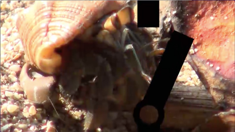 data opening screen video still